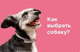 Как выбрать собаку?